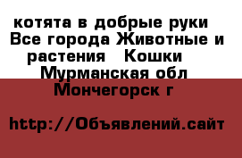 котята в добрые руки - Все города Животные и растения » Кошки   . Мурманская обл.,Мончегорск г.